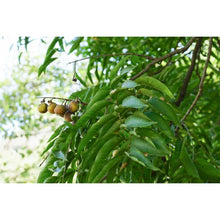 Afbeelding in Gallery-weergave laden, Wasschillen Neutraal